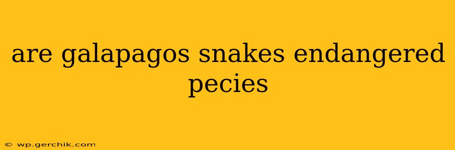 are galapagos snakes endangered pecies