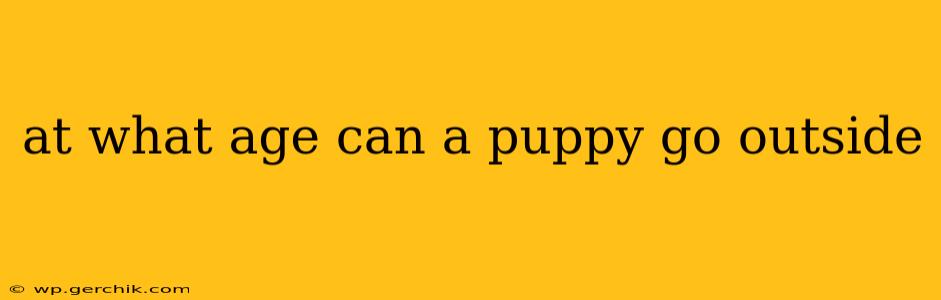 at what age can a puppy go outside