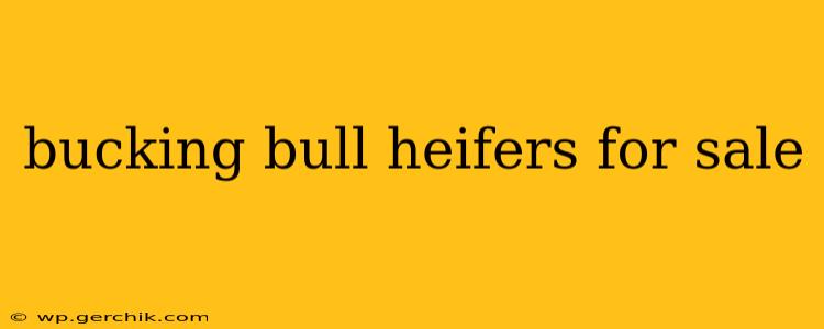 bucking bull heifers for sale