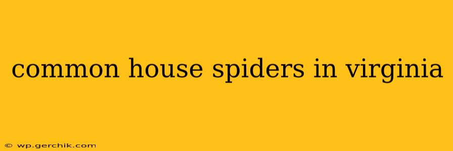common house spiders in virginia
