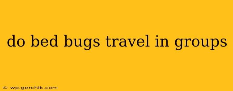 do bed bugs travel in groups