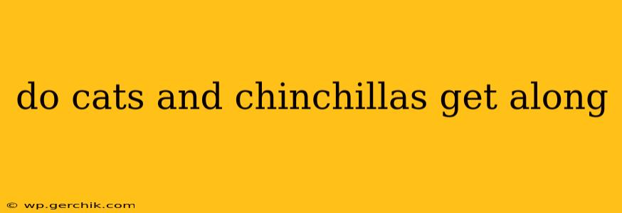 do cats and chinchillas get along
