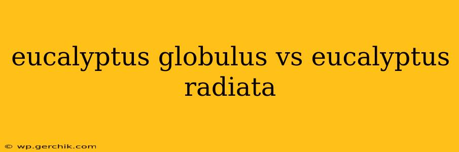 eucalyptus globulus vs eucalyptus radiata