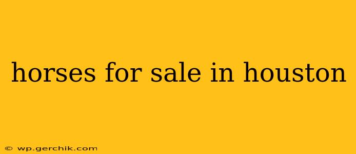 horses for sale in houston
