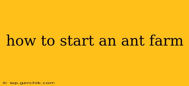 how to start an ant farm