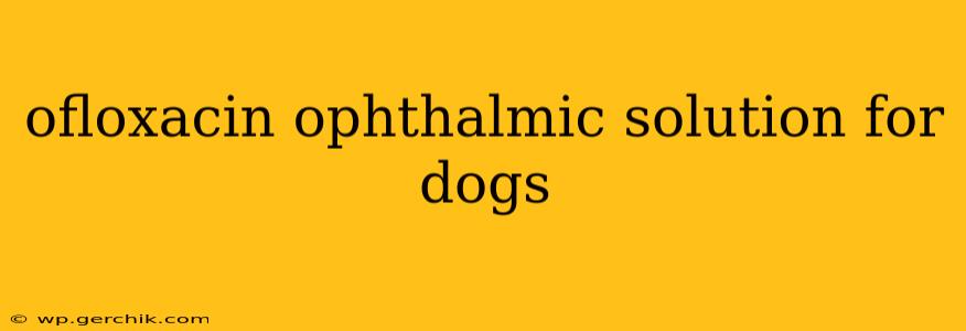 ofloxacin ophthalmic solution for dogs