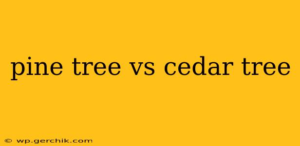 pine tree vs cedar tree
