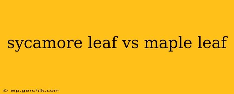 sycamore leaf vs maple leaf