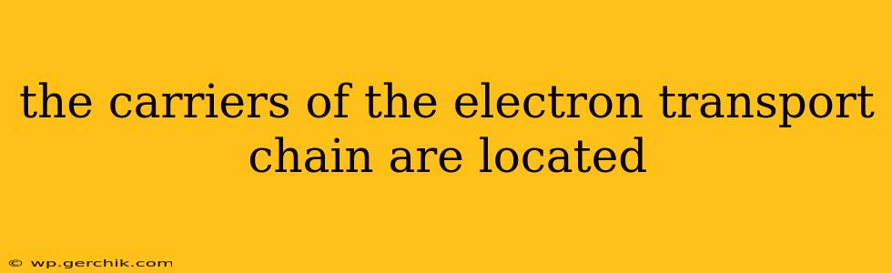 the carriers of the electron transport chain are located