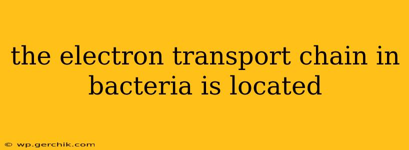 the electron transport chain in bacteria is located