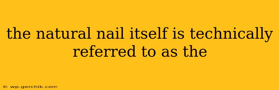 the natural nail itself is technically referred to as the