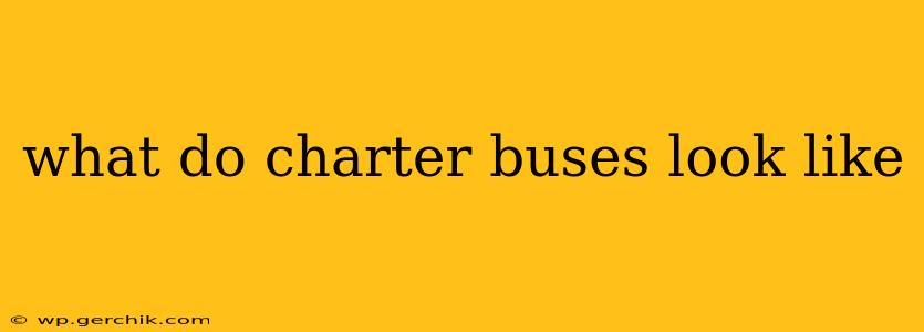 what do charter buses look like