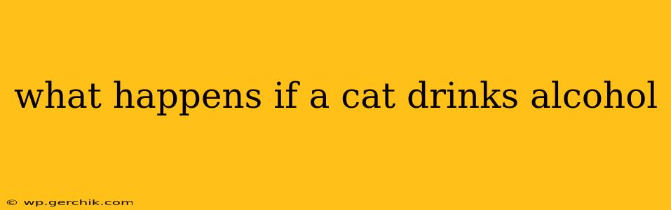 what happens if a cat drinks alcohol