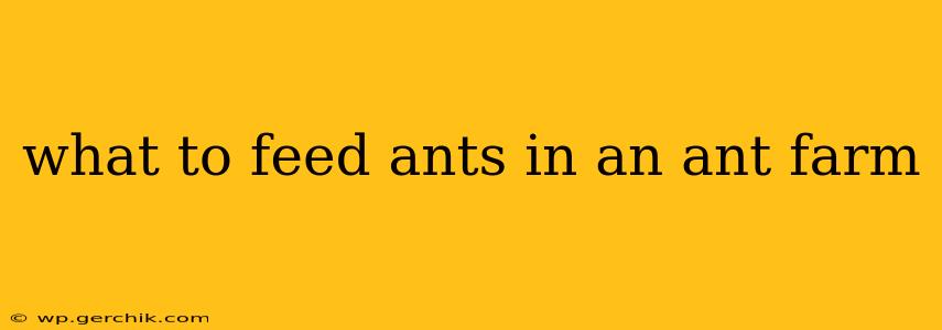 what to feed ants in an ant farm