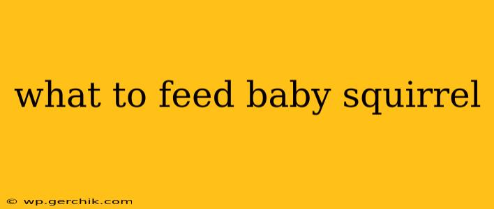 what to feed baby squirrel