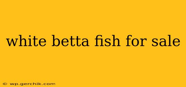 white betta fish for sale