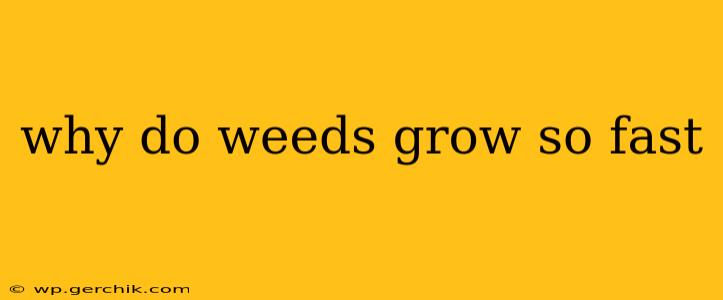 why do weeds grow so fast