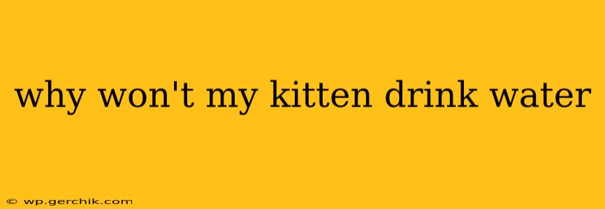 why won't my kitten drink water